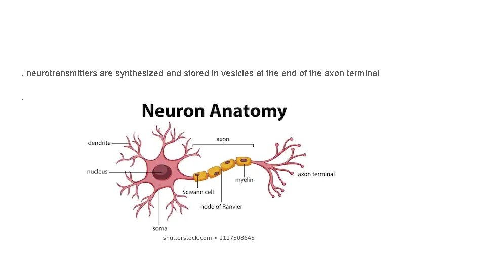 . neurotransmitters are synthesized and stored in vesicles at the end of the axon