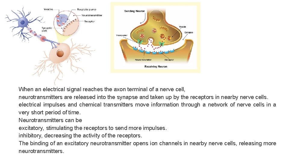 When an electrical signal reaches the axon terminal of a nerve cell, neurotransmitters are