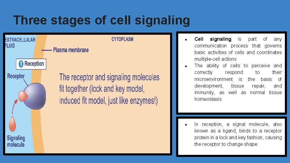 Three stages of cell signaling ● ● ● Cell signaling is part of any