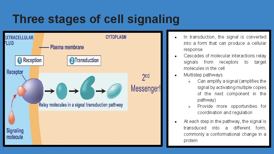 Three stages of cell signaling ● ● In transduction, the signal is converted into