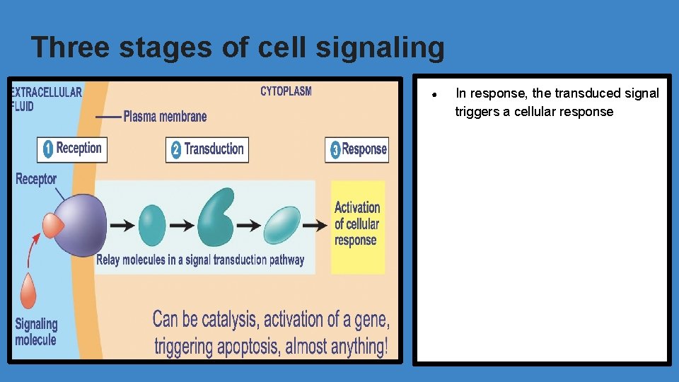 Three stages of cell signaling ● In response, the transduced signal triggers a cellular