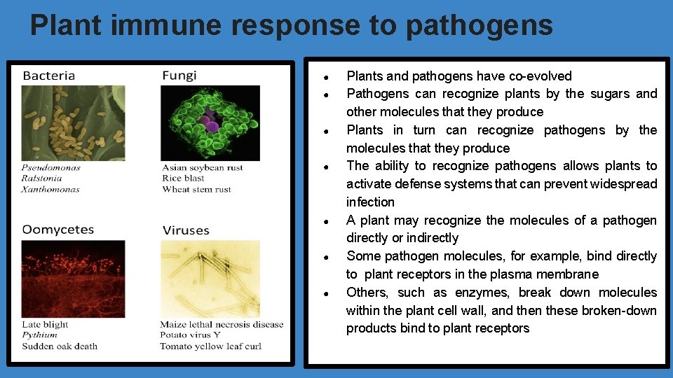 Plant immune response to pathogens ● ● ● ● Plants and pathogens have co-evolved