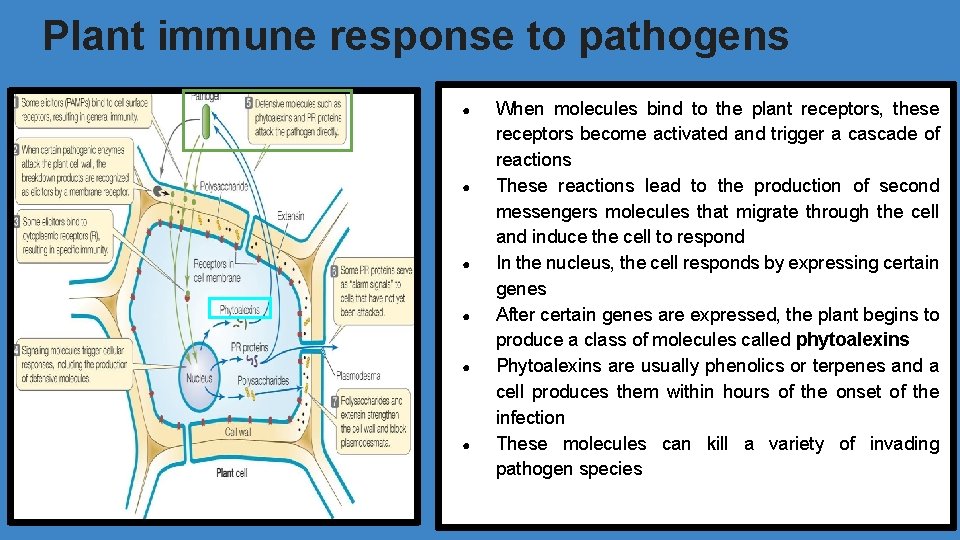 Plant immune response to pathogens ● ● ● When molecules bind to the plant