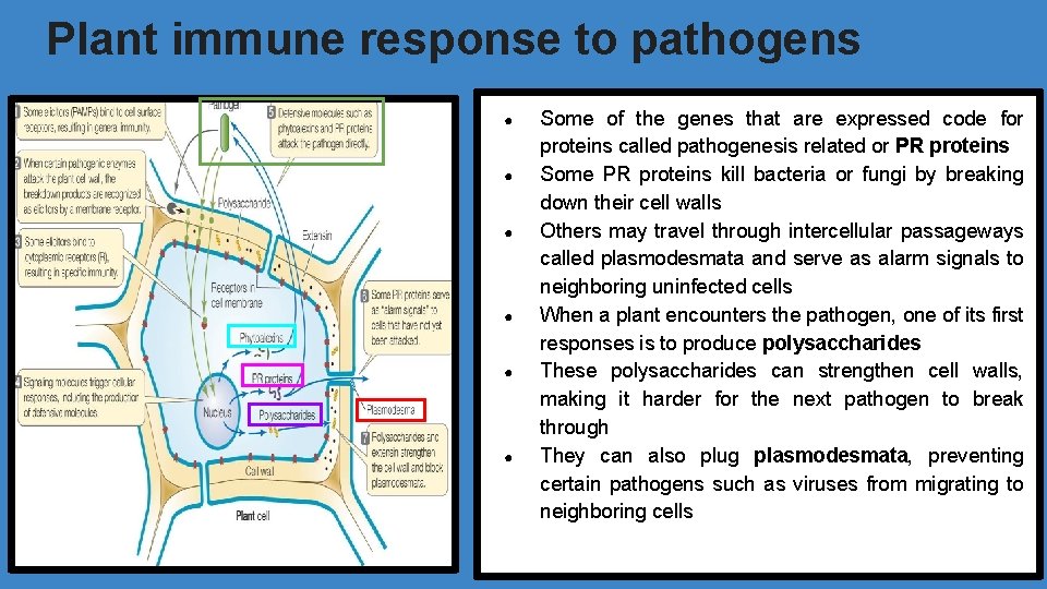 Plant immune response to pathogens ● ● ● Some of the genes that are