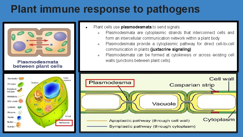 Plant immune response to pathogens ● Plant cells use plasmodesmata to send signals ○