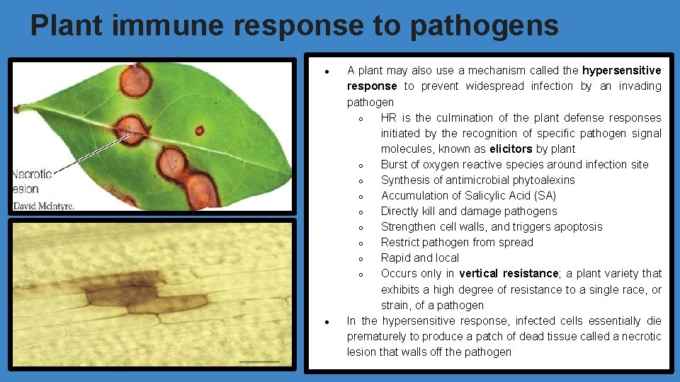 Plant immune response to pathogens ● ● A plant may also use a mechanism