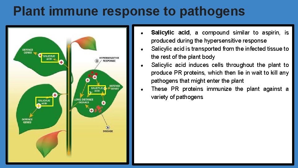 Plant immune response to pathogens ● ● Salicylic acid, a compound similar to aspirin,