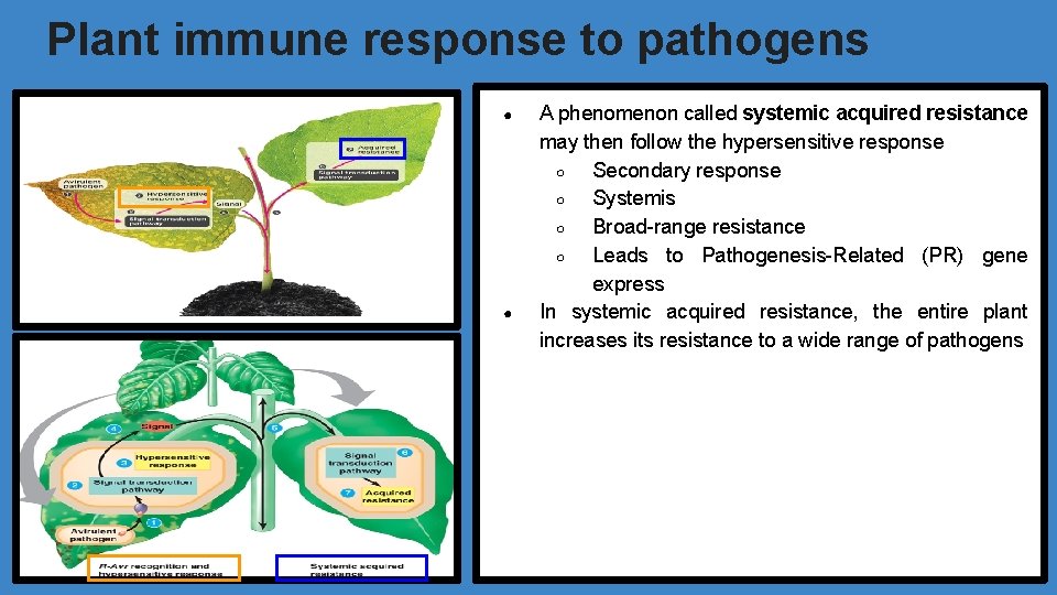 Plant immune response to pathogens ● ● A phenomenon called systemic acquired resistance may