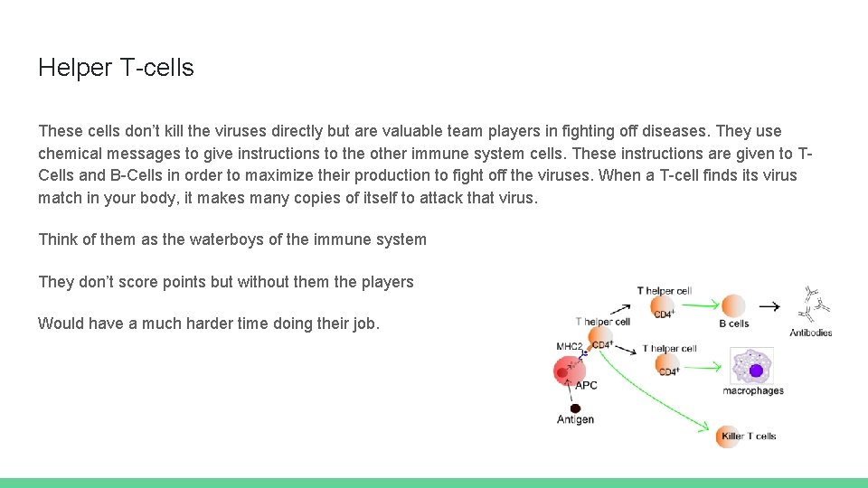 Helper T-cells These cells don’t kill the viruses directly but are valuable team players