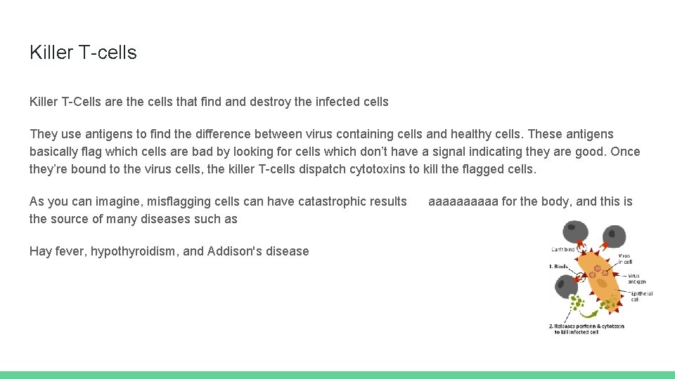 Killer T-cells Killer T-Cells are the cells that find and destroy the infected cells