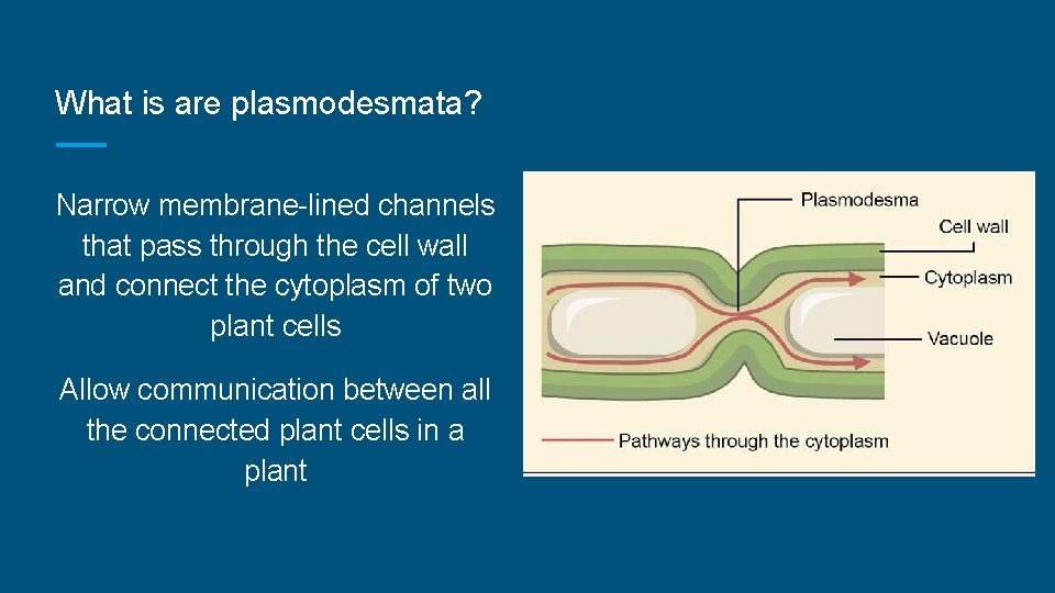 What is are plasmodesmata? Narrow membrane-lined channels that pass through the cell wall and
