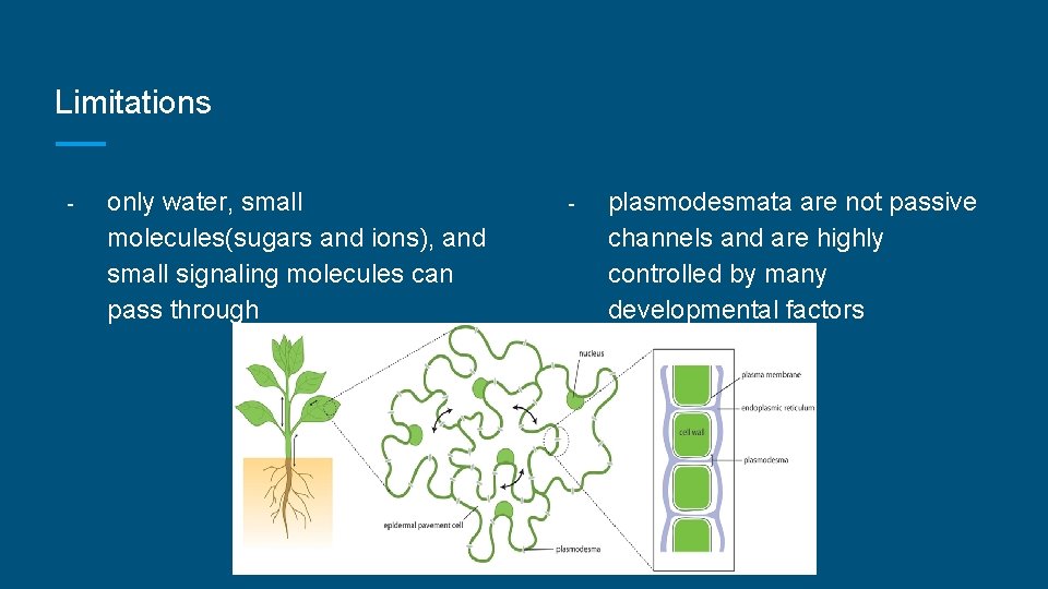 Limitations - only water, small molecules(sugars and ions), and small signaling molecules can pass