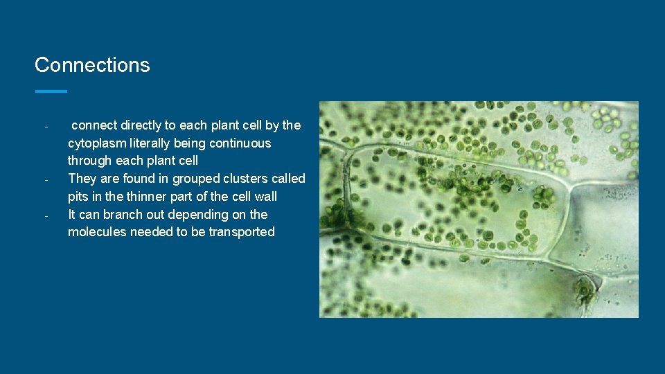 Connections - - - connect directly to each plant cell by the cytoplasm literally