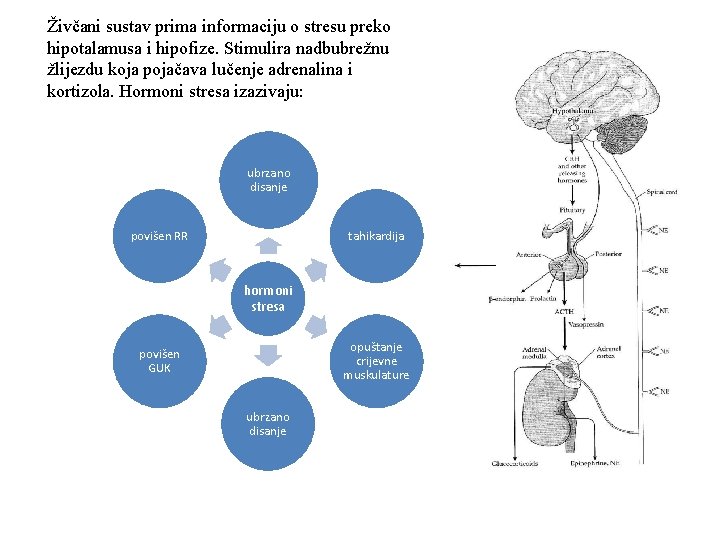 Živčani sustav prima informaciju o stresu preko hipotalamusa i hipofize. Stimulira nadbubrežnu žlijezdu koja