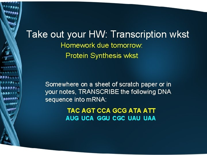 Take out your HW: Transcription wkst Homework due tomorrow: Protein Synthesis wkst Somewhere on