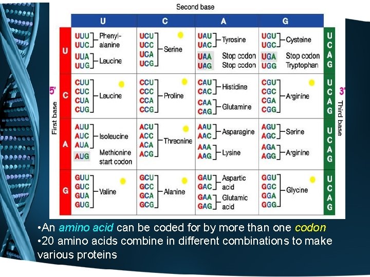  • An amino acid can be coded for by more than one codon