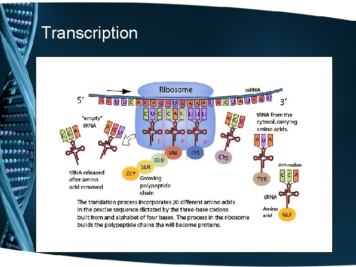 Transcription 