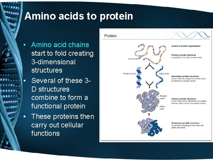 Amino acids to protein • Amino acid chains start to fold creating 3 -dimensional