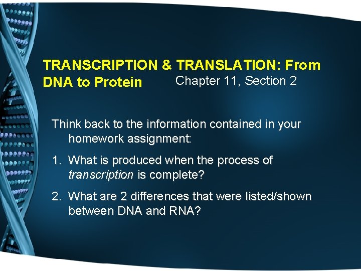 TRANSCRIPTION & TRANSLATION: From Chapter 11, Section 2 DNA to Protein Think back to