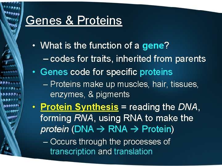 Genes & Proteins • What is the function of a gene? – codes for