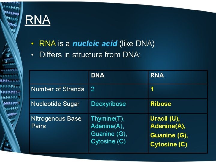 RNA • RNA is a nucleic acid (like DNA) • Differs in structure from