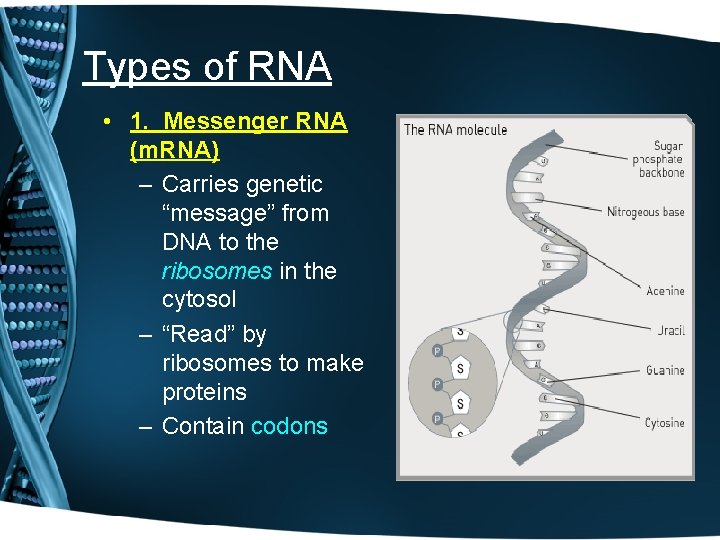 Types of RNA • 1. Messenger RNA (m. RNA) – Carries genetic “message” from