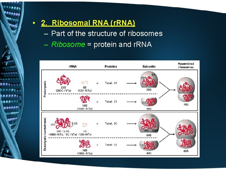  • 2. Ribosomal RNA (r. RNA) – Part of the structure of ribosomes