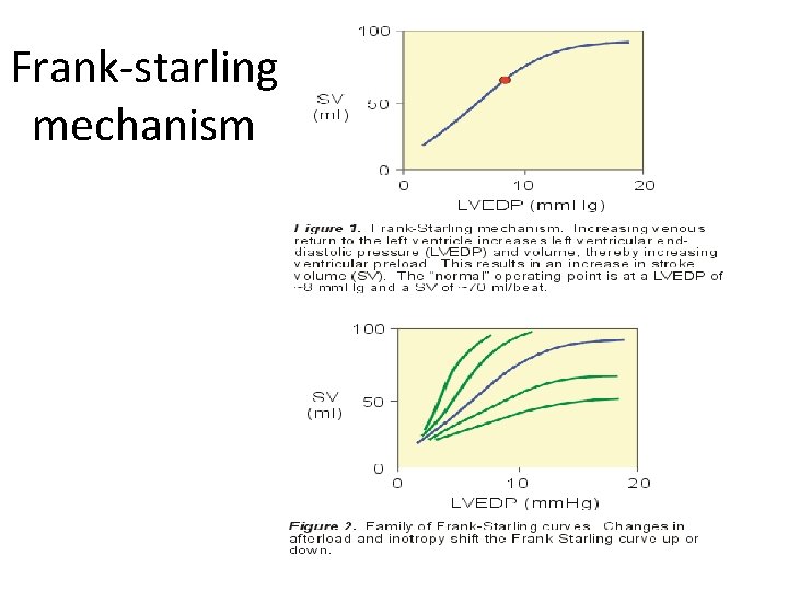 Frank-starling mechanism 