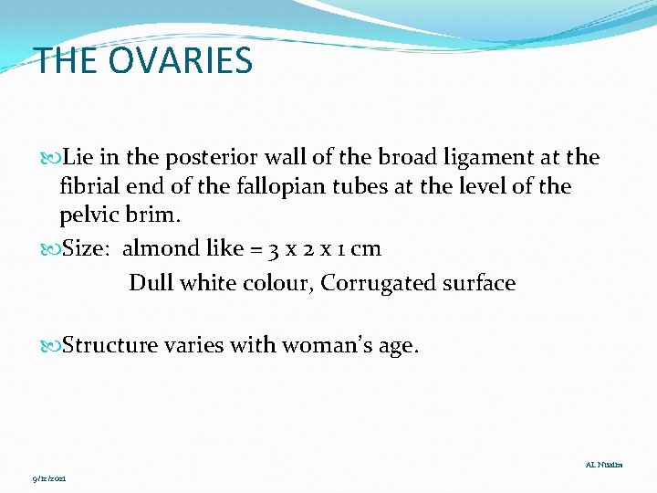 THE OVARIES Lie in the posterior wall of the broad ligament at the fibrial