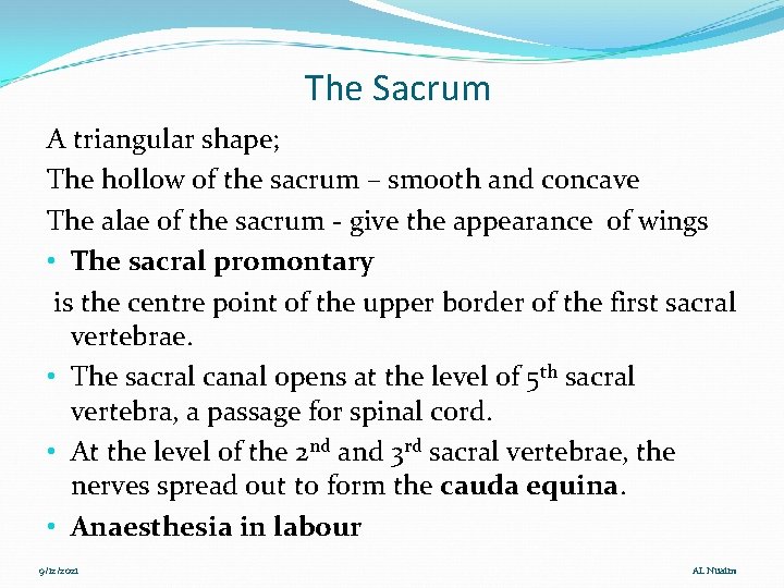 The Sacrum A triangular shape; The hollow of the sacrum – smooth and concave