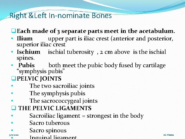 Right &Left In-nominate Bones q Each made of 3 separate parts meet in the