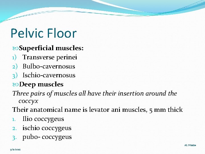 Pelvic Floor Superficial muscles: 1) Transverse perinei 2) Bulbo-cavernosus 3) Ischio-cavernosus Deep muscles Three