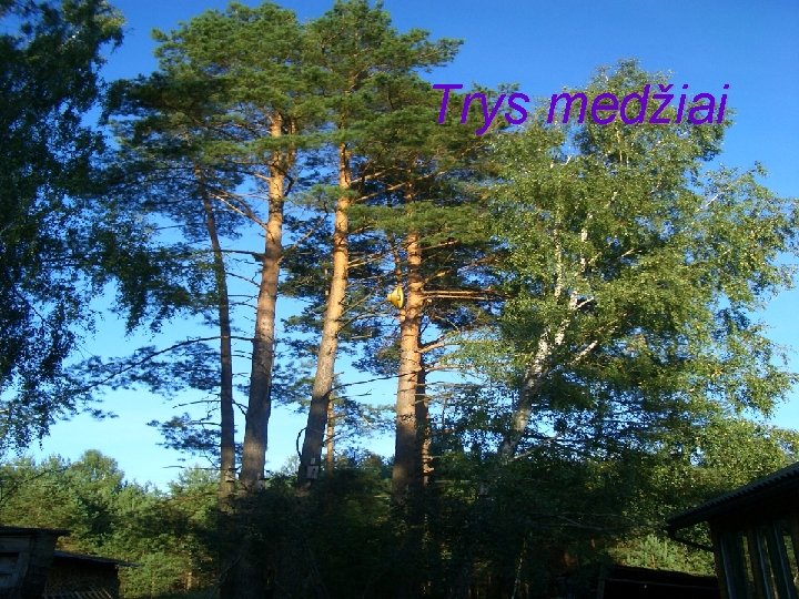 Trys medžiai 