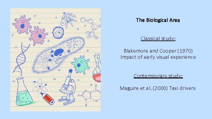 The Biological Area Classical study: Blakemore and Cooper (1970) Impact of early visual experience