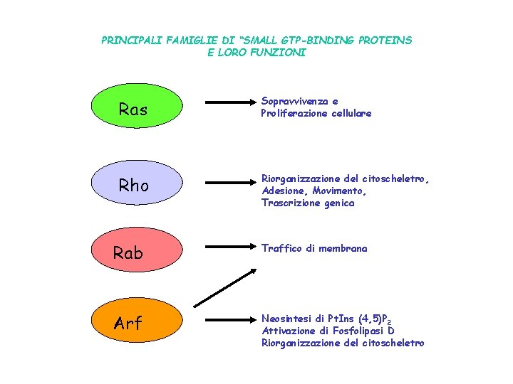 PRINCIPALI FAMIGLIE DI “SMALL GTP-BINDING PROTEINS E LORO FUNZIONI Ras Sopravvivenza e Proliferazione cellulare