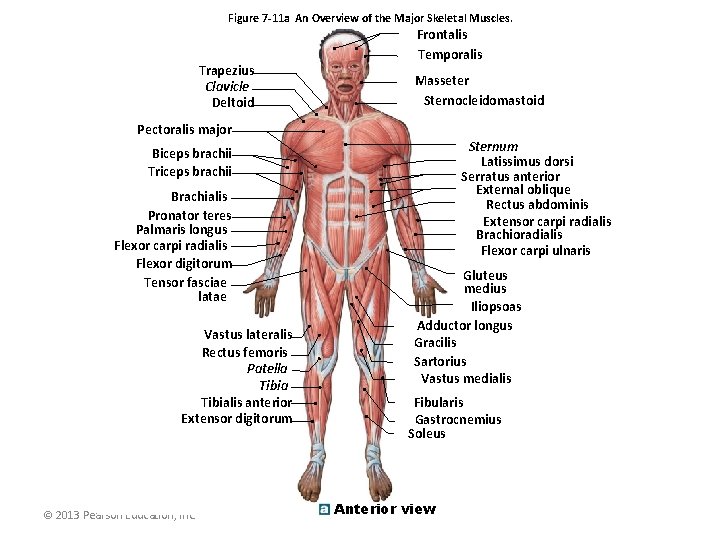 Figure 7 -11 a An Overview of the Major Skeletal Muscles. Trapezius Clavicle Deltoid