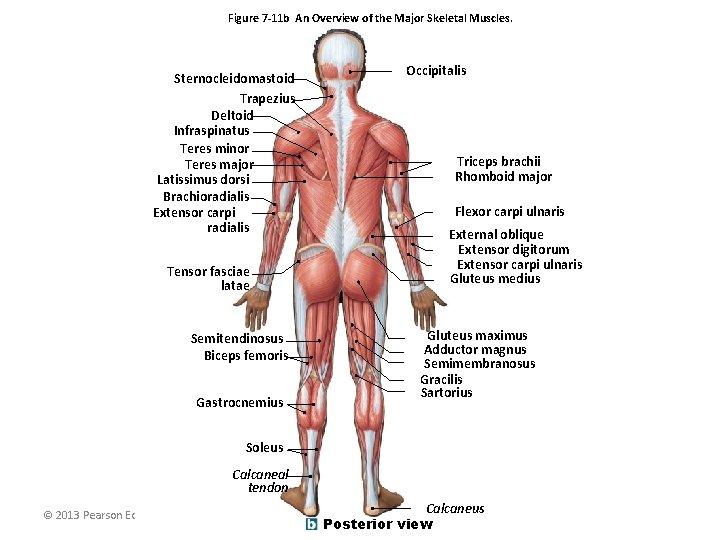 Figure 7 -11 b An Overview of the Major Skeletal Muscles. Sternocleidomastoid Trapezius Deltoid