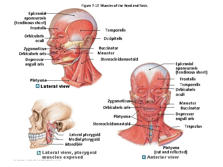 Figure 7 -12 Muscles of the Head and Neck. Epicranial aponeurosis (tendinous sheet) Frontalis