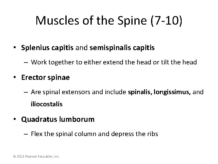 Muscles of the Spine (7 -10) • Splenius capitis and semispinalis capitis – Work