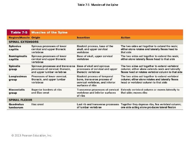 Table 7 -5 Muscles of the Spine © 2013 Pearson Education, Inc. 