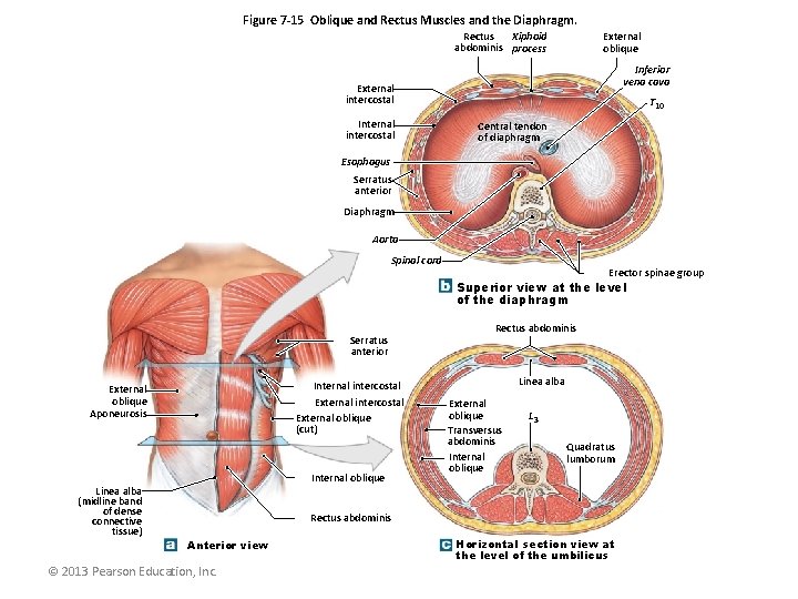 Figure 7 -15 Oblique and Rectus Muscles and the Diaphragm. Rectus Xiphoid abdominis process