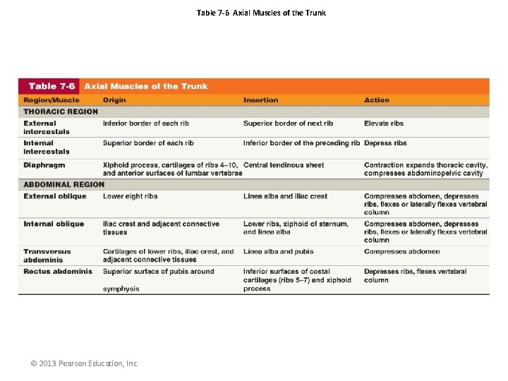 Table 7 -6 Axial Muscles of the Trunk © 2013 Pearson Education, Inc. 