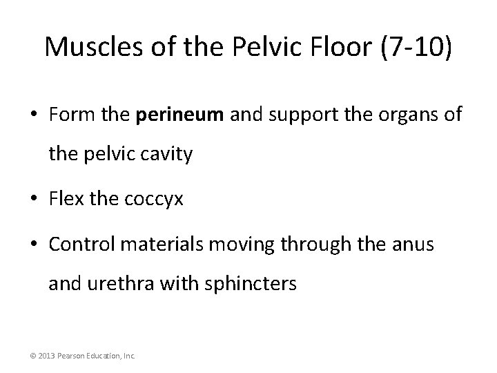 Muscles of the Pelvic Floor (7 -10) • Form the perineum and support the