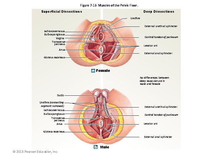 Figure 7 -16 Muscles of the Pelvic Floor. Deep Dissections Superficial Dissections Urethra External