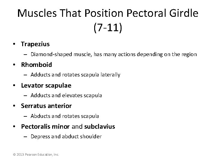 Muscles That Position Pectoral Girdle (7 -11) • Trapezius – Diamond-shaped muscle, has many