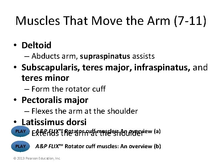 Muscles That Move the Arm (7 -11) • Deltoid – Abducts arm, supraspinatus assists