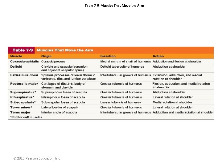 Table 7 -9 Muscles That Move the Arm © 2013 Pearson Education, Inc. 