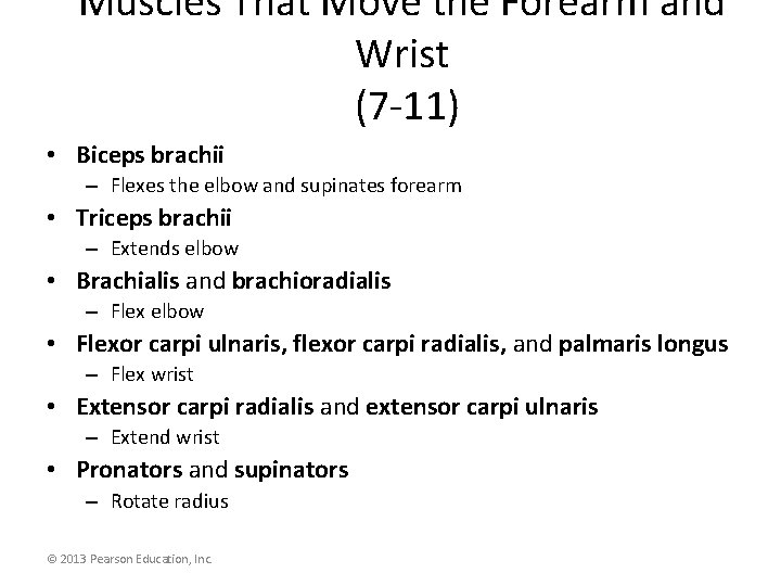 Muscles That Move the Forearm and Wrist (7 -11) • Biceps brachii – Flexes