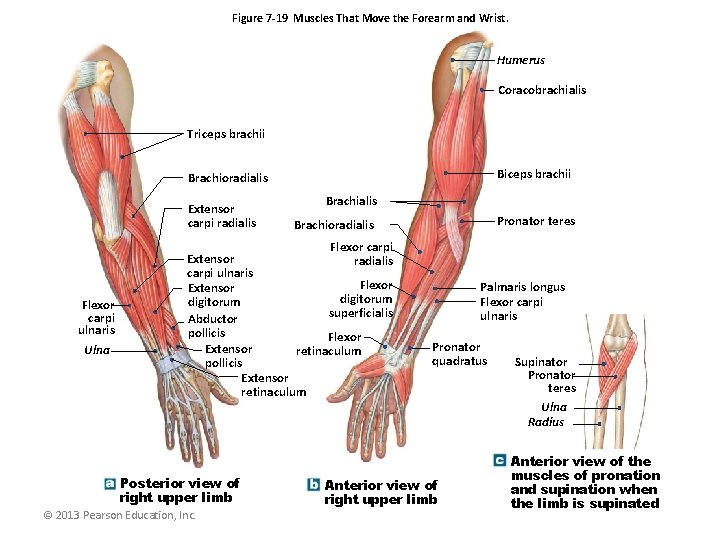 Figure 7 -19 Muscles That Move the Forearm and Wrist. Humerus Coracobrachialis Triceps brachii