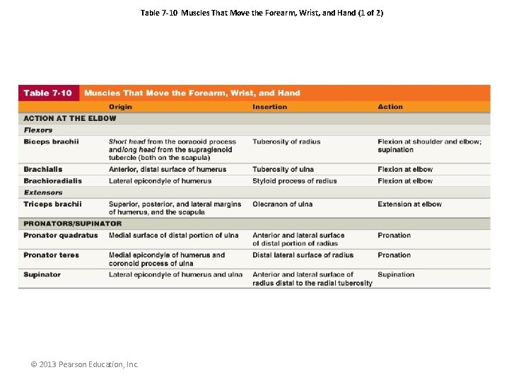 Table 7 -10 Muscles That Move the Forearm, Wrist, and Hand (1 of 2)